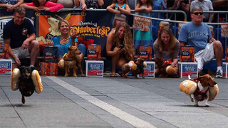 Illustration for article titled Oktoberfest means Dachshund Racing